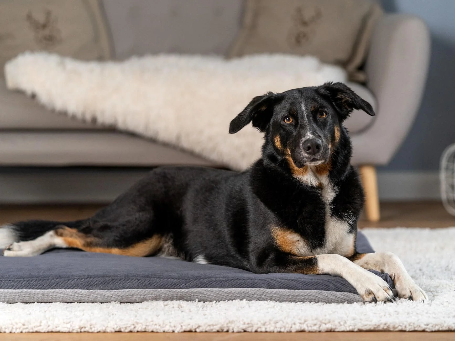 Tappeto per cani Jokkmokk Alltid