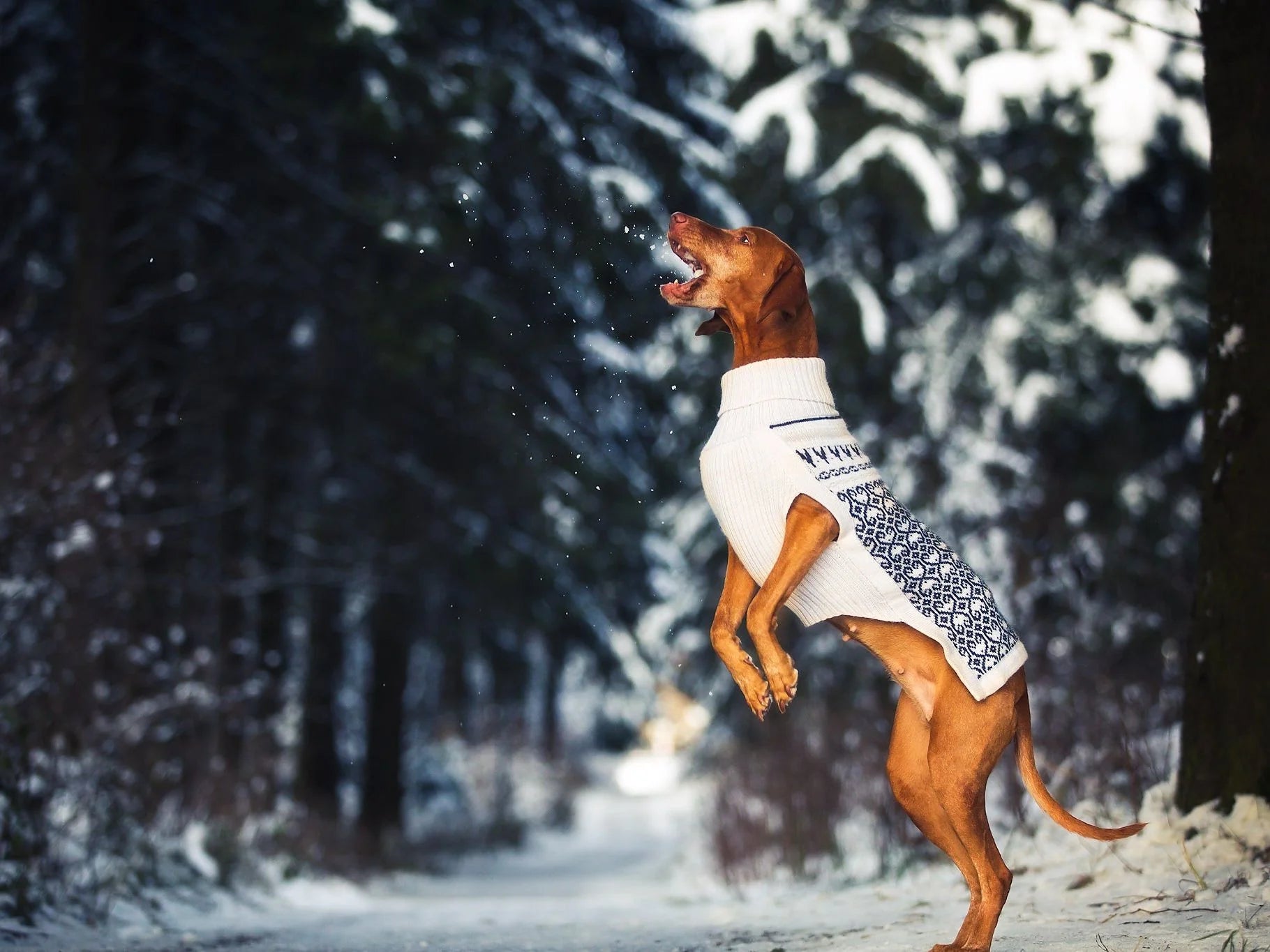 Pullover für Hunde: Himalaya