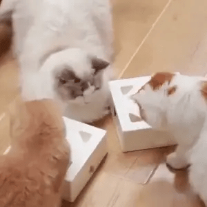 Fafas Giocattolo Interattivo per Gatti – Gioco Veloce con Piuma per Gatti Attivi