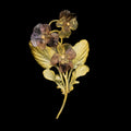 Spilla di viole del pensiero - Tre fiori