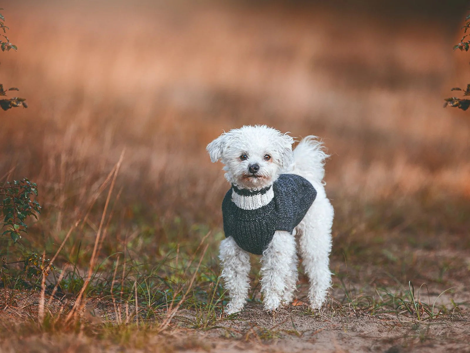 Pullover für Hunde: Himalaya