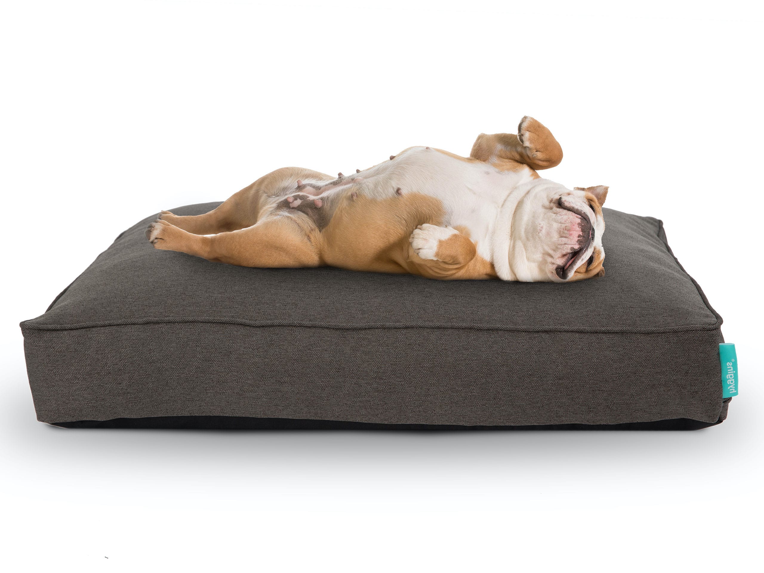 Lounger Plus Hundekissen